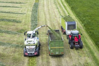 Hay harvest, on a Rhine meadow near Duisburg-Beeckerwerth, a forage harvester picks up the cut