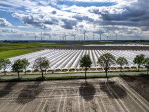 Agriculture, large areas with foil tunnel, for the cultivation of strawberries, freshly cultivated