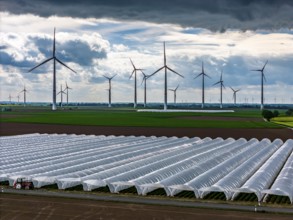 Agriculture, large areas with foil tunnel, for the cultivation of strawberries, freshly cultivated