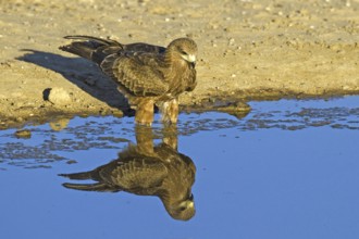 Shag Kite (Elanus caerulescens) at a waterhole, Kalahari, South Africa, Africa