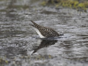 Wood Sandpiper (Tringa glareola), searching for food in a stream, June, Finnmark, Norway, Europe
