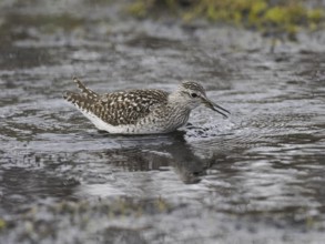 Wood Sandpiper (Tringa glareola), in a stream, with a caught dragonfly larvae in its beak, June,