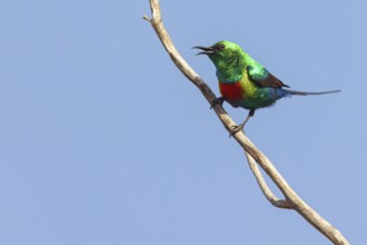 Fairy Sunbird, (Cinnyris pulchellus), family of sunbirds, Farasutu area, Farasutu, South Bank,