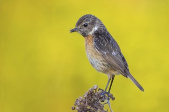 Stonechat, (Saxicola torquata), foraging, female, Wachenheim, Eich, Rhineland-Palatinate, Germany,