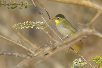 Somali White-eye, (Zosterops abyssinica), (Zosterops abyssinicus), Tawi Atayr, Salalah, Dhofar,