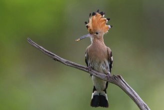 Hoopoe with prey, (Upupa epops), on perch, hoopoe family, formerly raptors, Hides de El Taray /