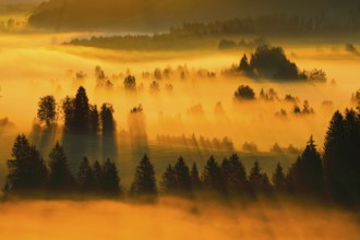 Fog and forest at the Rothenthurm high moor, Canton Schwyz, Switzerland, Europe