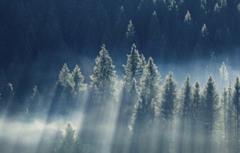 Fog and forest in Oberägeri in the canton of Zug, Switzerland, Europe