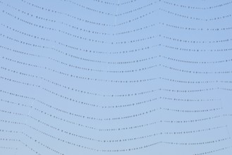 Dewdrops on a spider's web, Switzerland, Europe