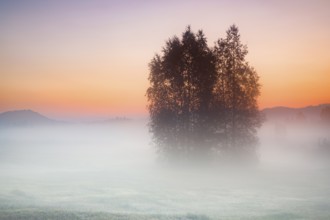 Birch trees in the Rothenthurm upland moor at sunrise in autumn, Canton Schwyz, Switzerland, Europe