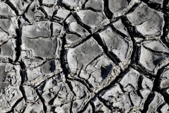 The bottom of a dried-up fish pond in Reckahn in Brandenburg looks like parched desert soil. The