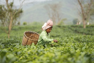 Bokakhat, India. 20 April 2024. Women tea plucker plucking tea leaves at a tea estate, in Bokakhat,