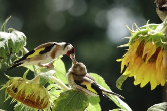 Goldfinches feeding, summer, Saxony, Germany, Europe