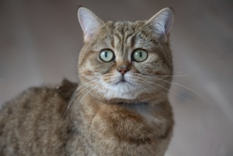 Portrait of a cat, Bavaria, Germany, Europe