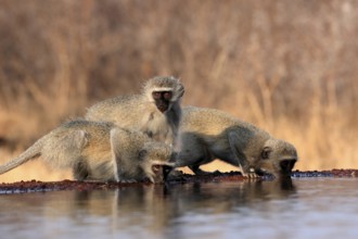 Vervet Monkey (Chlorocebus pygerythrus), adult, three animals, group, drinking, at the water,