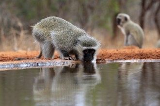 Vervet Monkey (Chlorocebus pygerythrus), adult, drinking, at the water, Kruger National Park,