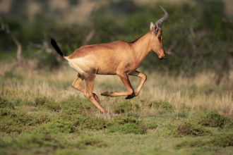 Red hartebeest (Alcelaphus buselaphus caama), Kaama, adult, running, jumping, Mountain Zebra