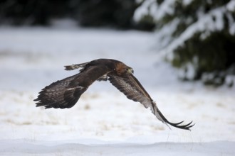 Golden eagle (Aquila chrysaetos), adult flying, in the snow, in winter, Zdarske Vrchy,