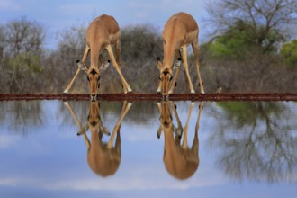 Black Heeler Antelope (Aepyceros melampus), adult, female, two, at the water, drinking, Kruger
