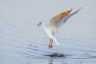 Black-headed Black-headed Gull (Larus ridibundus) in winter plumage, taking off over water, morning