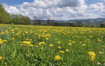 View from the Maulkuppe, mountain in the Hessian Rhön nature park Park, Hesse, Germany, Europe