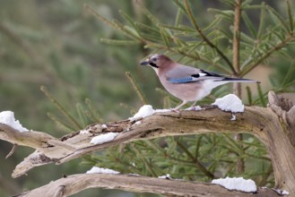Eurasian jay (Garrulus glandarius), sitting on a branch, Terfens, Tyrol, Austria, Europe