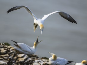 Northern Gannet, Morus bassanus, bird in flight over sea, Bempton Cliffs, North Yorkshire, England,