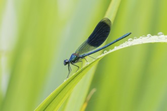 A Banded demoiselle (Calopteryx splendens), male, sitting on a reed leaf with water droplets,