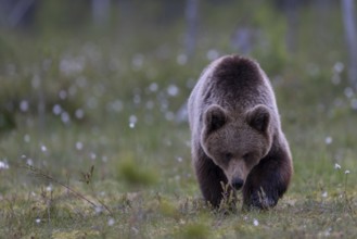 European brown bear, Karelia, Finland, Europe