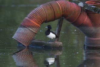 Tufted Duck (Aythya fuligula), male resting beside a water pipe, on a lake, Hesse, Germany, Europe
