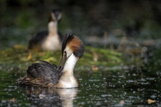 Great Crested Grebe (Podiceps cristatus), pair at the nest, with chicks, Krickenbecker Seen, North