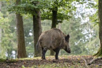 Wild boar (Sus scrofa), boar, Vulkaneifel, Rhineland-Palatinate, Germany, Europe