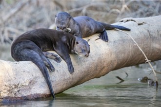 Giant otter (Pteronura brasiliensis) Pantanal Brazil