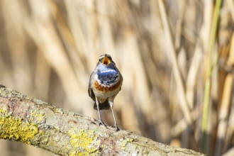 Bluethroat (Luscinia svecica cyanecula) Male Germany