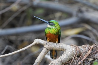 Rufous-tailed jacamar (Galbula ruficauda) Pantanal Brazil
