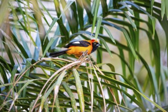 Orangetroupial (Icterus icterus) Pantanal Brazil