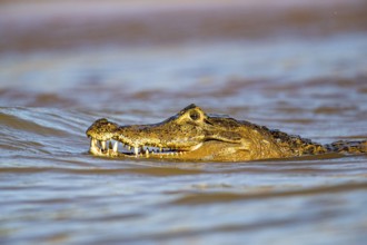 Spectacled caiman (Caiman crocodilius) Panatanal Brazil