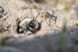 Ashy Mining Bee (Andrena cineraria), Emsland, Lower Saxony, Germany, Europe