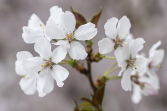 March cherry (Prunus incisa), Emsland, Lower Saxony, Germany, Europe