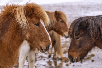Portrait of a group of brown horses in the cold winter with snow in Iceland, Icelandic horse