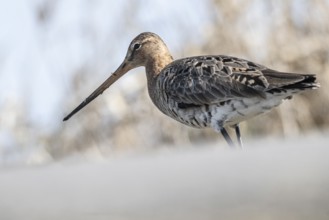 Black-tailed godwit (Limosa limosa), Lower Saxony, Germany, Europe
