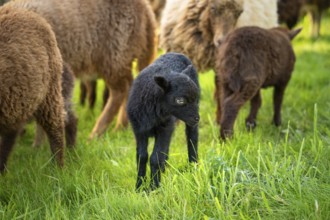 Black lamb in a meadow, behind it other sheep. Ouessant sheep (Breton dwarf sheep), Germany, Europe