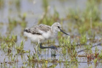 Avocet (Recurvirostra avosetta) juvenile walking in the shore zone at the lake, wildlife, wading