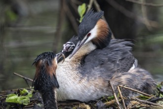 Great Crested Grebe (Podiceps Scalloped ribbonfish) with juveniles), Emsland, Lower Saxony,