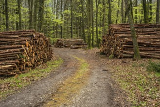 Piles of logs at road in beech forest in Ystad municipality, Skåne county, Sweden, Scandinavia,