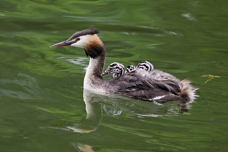 Great Crested Grebe (Podiceps Scalloped ribbonfish), with three chicks in plumage swimming in the