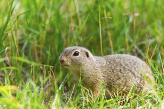 European ground squirrel (Spermophilus citellus) on a meadwo, Bavaria, Germany, Europe