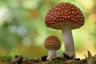 Fly agaric (Amanita muscaria), small and large fruiting bodies, North Rhine-Westphalia, Germany,
