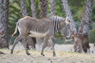 Plains zebra (Equus quagga) walking in the dessert, captive, distribution Africa