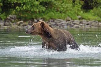 Brown bear (Ursus arctos) hunting for salmon in the water, Lake Clark National Park, Alaska